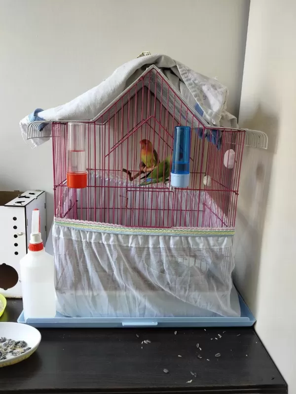 Erkek Ve Dişi Sevda Papağanlarım