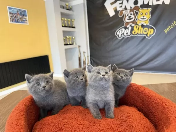 Top Kafa Scottish Fold Yavrulari Fenomen Pet Shop