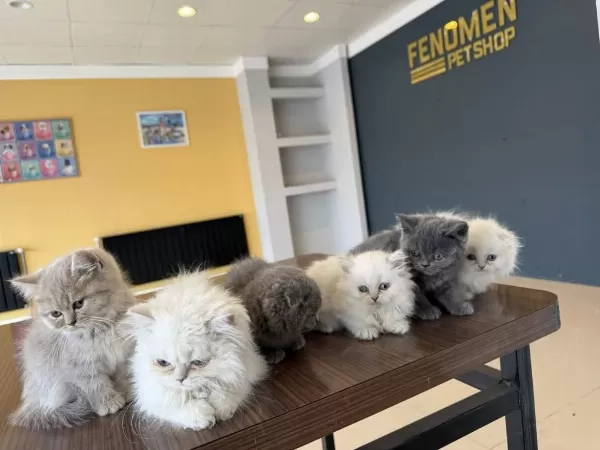 Orjinal British Shorthair Yavrularimiz Ankara