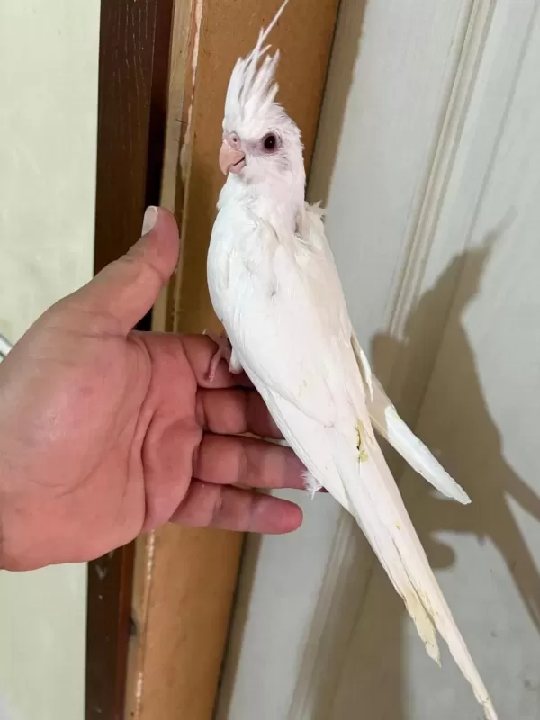 45 Günlük Kusursuz Albino Bebek Sultanlar