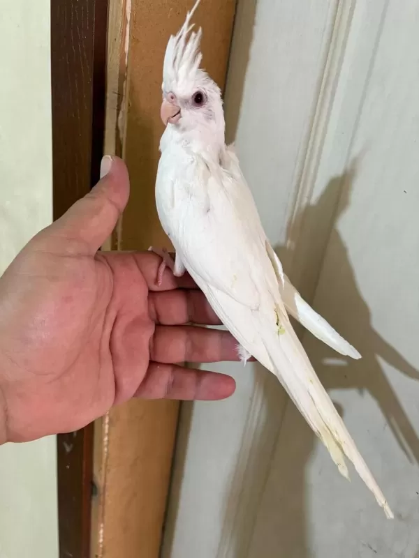 45 Günlük Kusursuz Albino Bebek Sultanlar