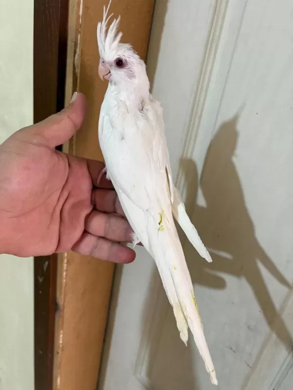 45 Günlük Kusursuz Albino Bebek Sultanlar