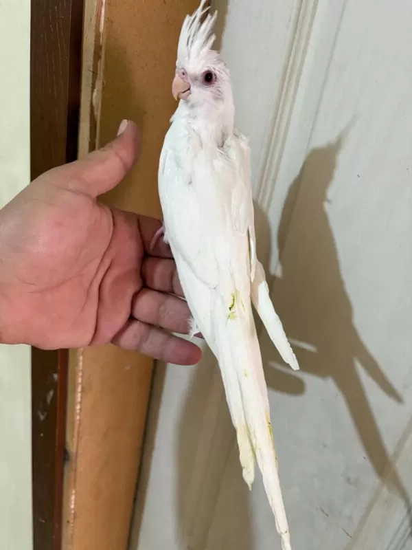 45 Günlük Kusursuz Albino Bebek Sultanlar