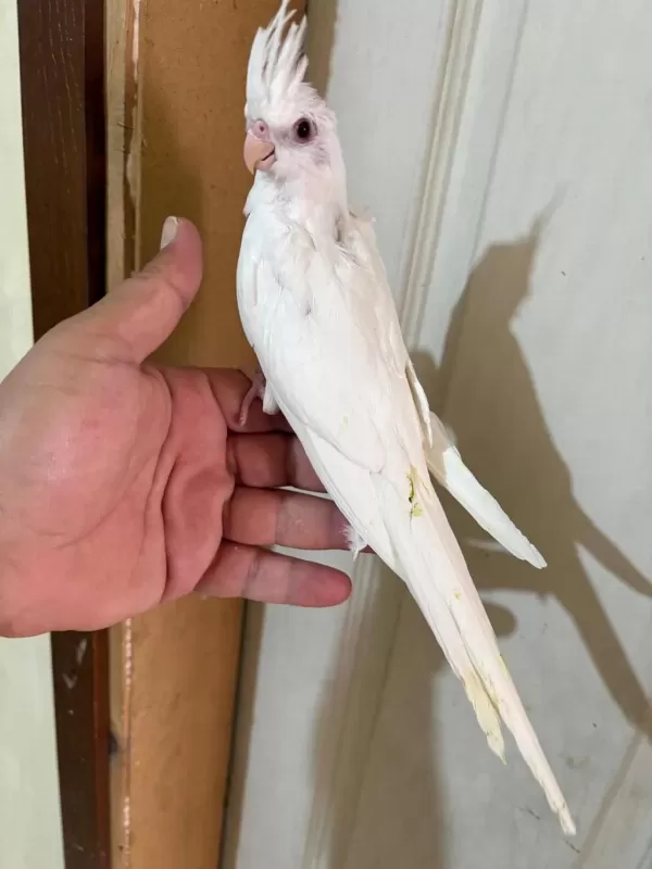 45 Günlük Kusursuz Albino Bebek Sultanlar