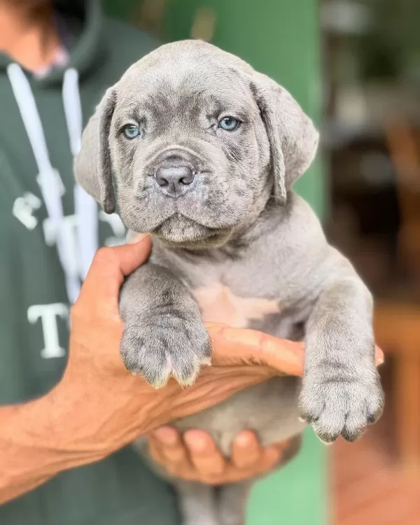Blue Cane Corso Yavrulari