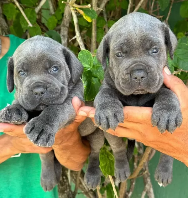Blue Cane Corso Yavrulari