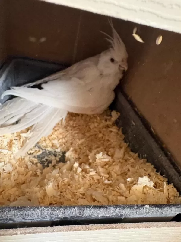 Yavrusu Alinmiş Albino Wf Hazir Takim Sultanlar