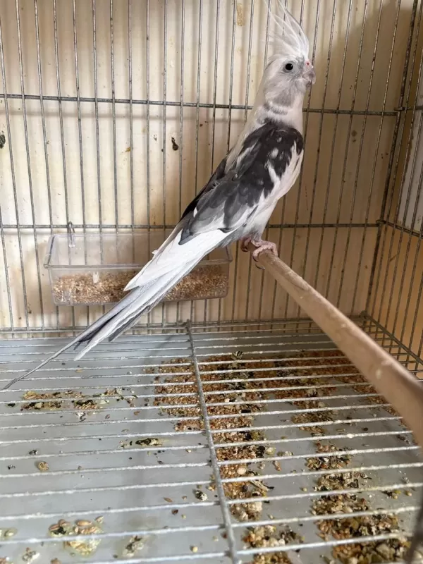 Yavrusu Alinmiş Albino Wf Hazir Takim Sultanlar