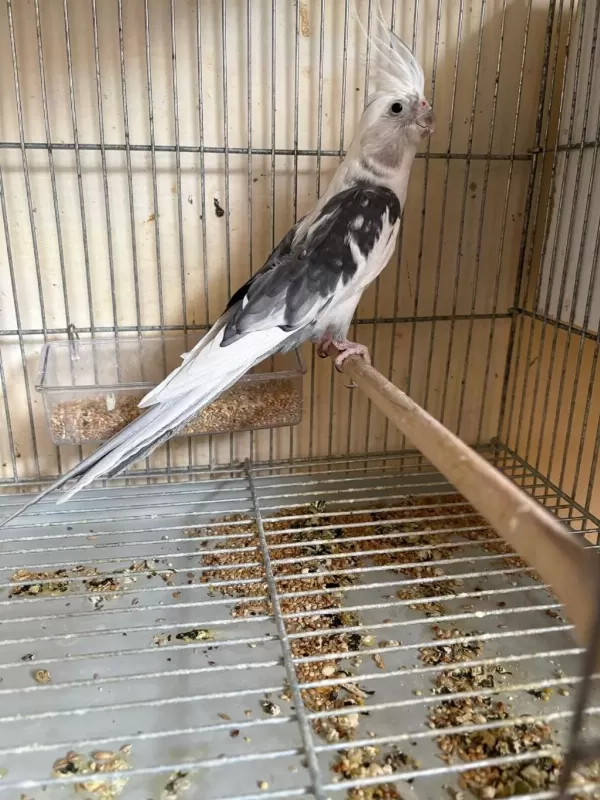 Yavrusu Alinmiş Albino Wf Hazir Takim Sultanlar