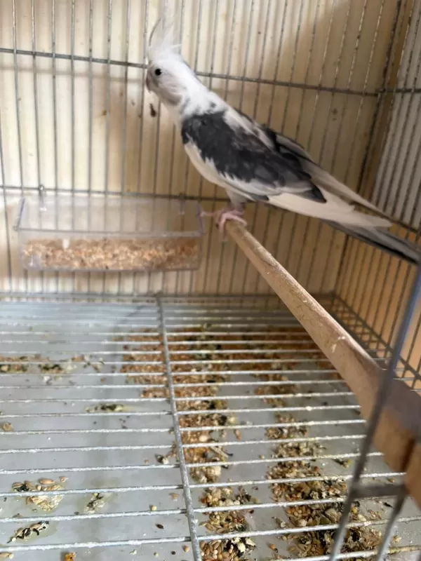 Yavrusu Alinmiş Albino Wf Hazir Takim Sultanlar