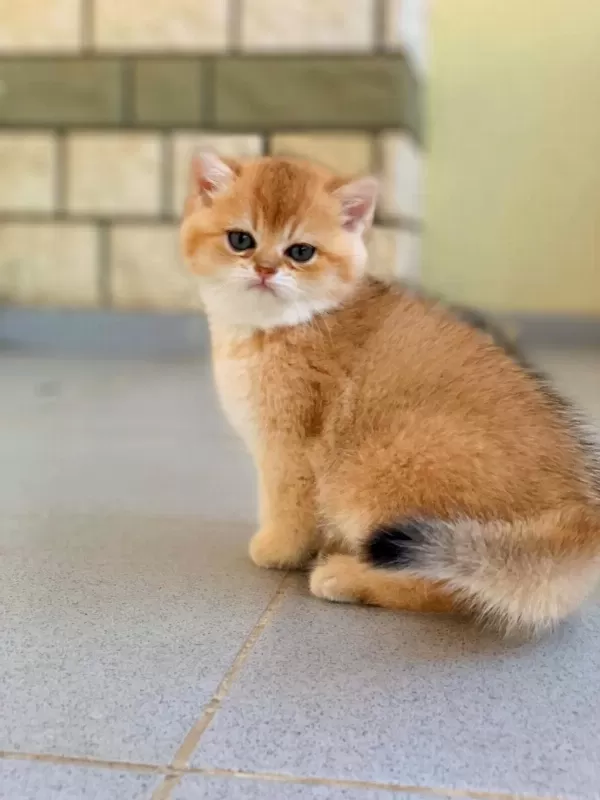British Shorthair Golden Erkek Yavrular