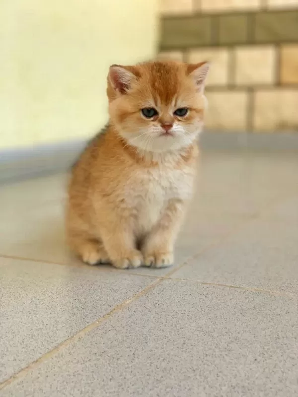 British Shorthair Golden Erkek Yavrular
