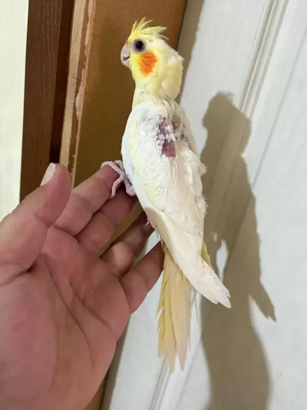 45 Günlük Lutino Bebek Sultan Papağani