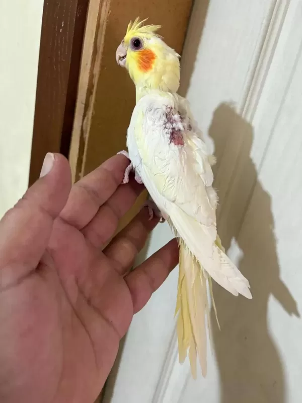 45 Günlük Lutino Bebek Sultan Papağani