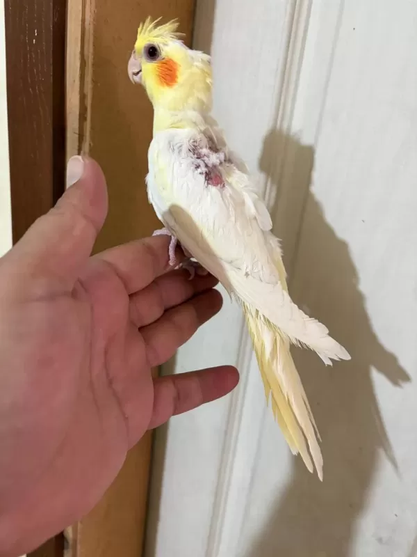 45 Günlük Lutino Bebek Sultan Papağani