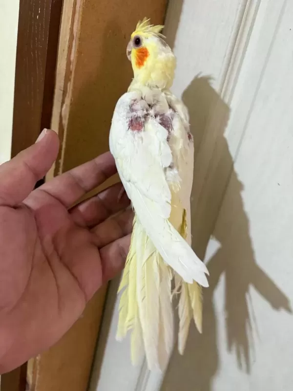 45 Günlük Lutino Bebek Sultan Papağani
