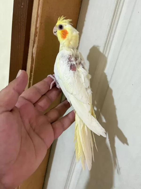 45 Günlük Lutino Bebek Sultan Papağani