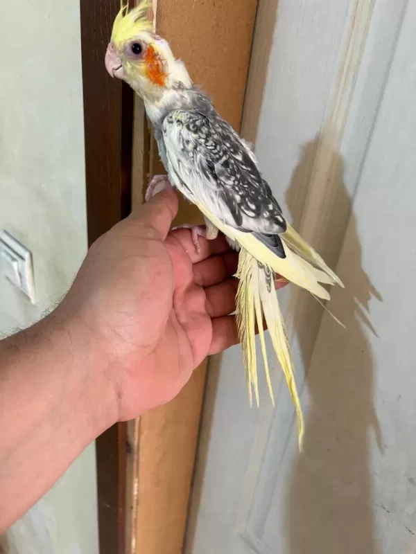 47 Günlük Pied Sultan Papağani Bebek