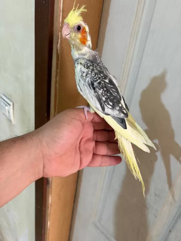 47 Günlük Pied Sultan Papağani Bebek