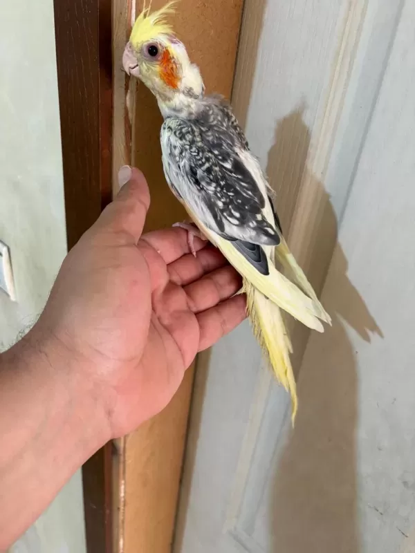 47 Günlük Pied Sultan Papağani Bebek