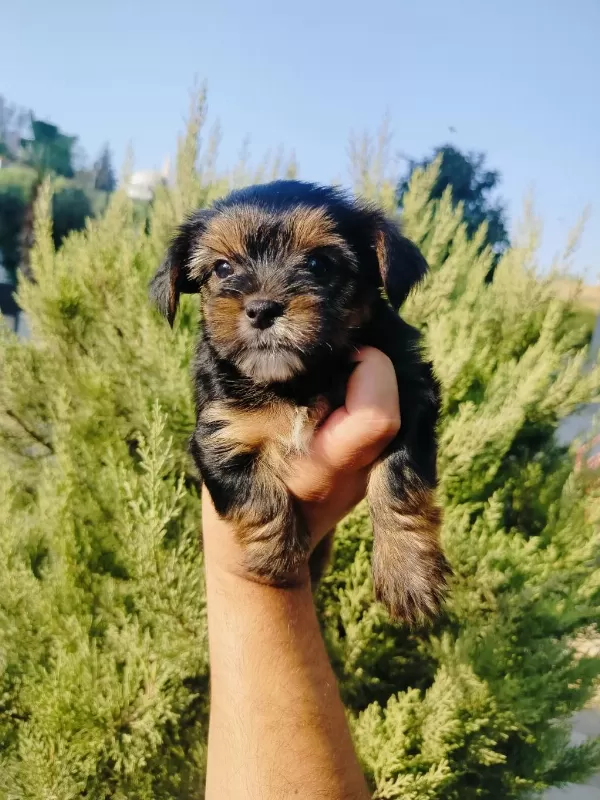 Oyuncu Yorkshire Terrier Yavruları