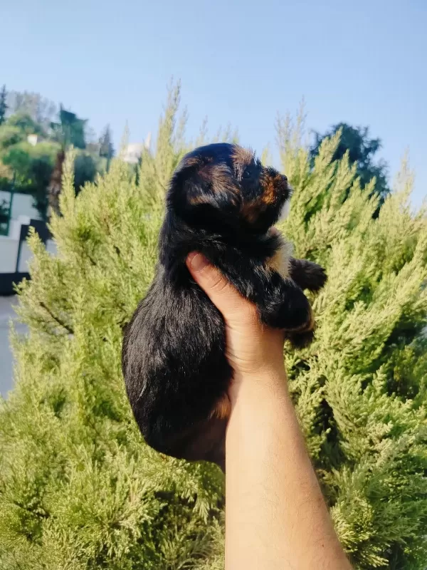 Oyuncu Yorkshire Terrier Yavruları