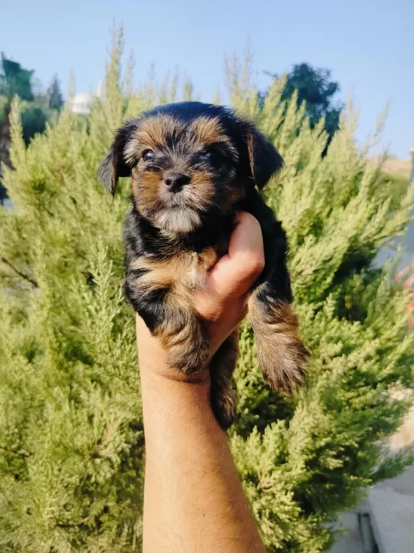Oyuncu Yorkshire Terrier Yavruları