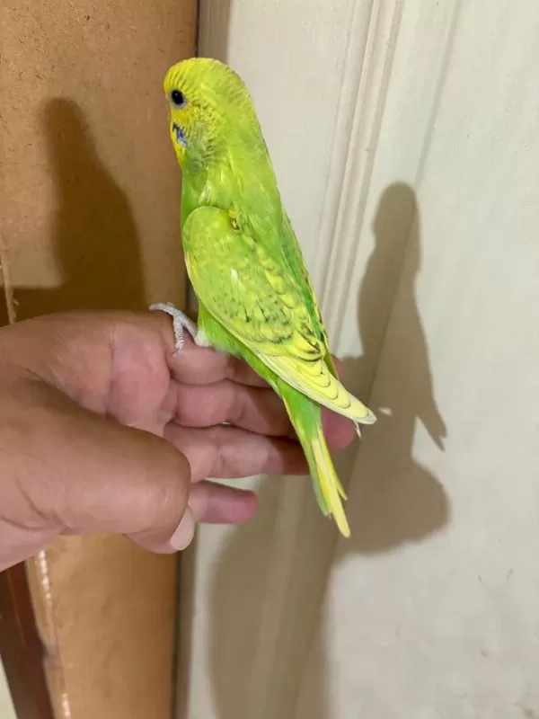 29 Günlük Kusursuz Erkek Bebek Muhabbet