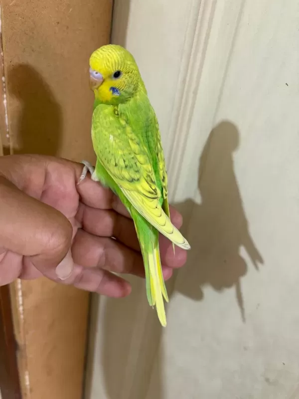 29 Günlük Kusursuz Erkek Bebek Muhabbet