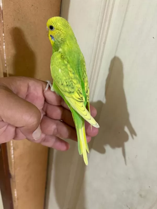 29 Günlük Kusursuz Erkek Bebek Muhabbet