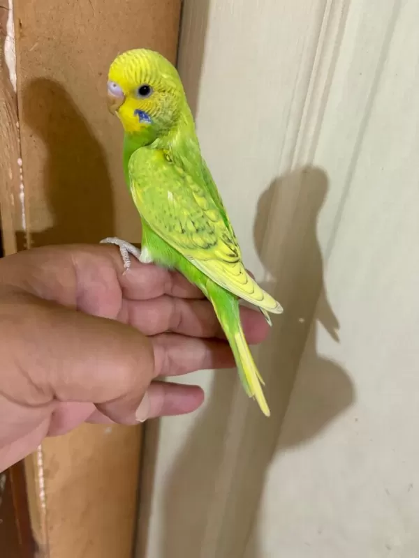 29 Günlük Kusursuz Erkek Bebek Muhabbet