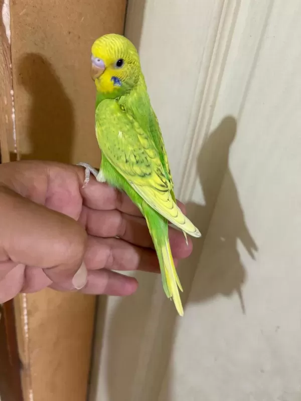 29 Günlük Kusursuz Erkek Bebek Muhabbet