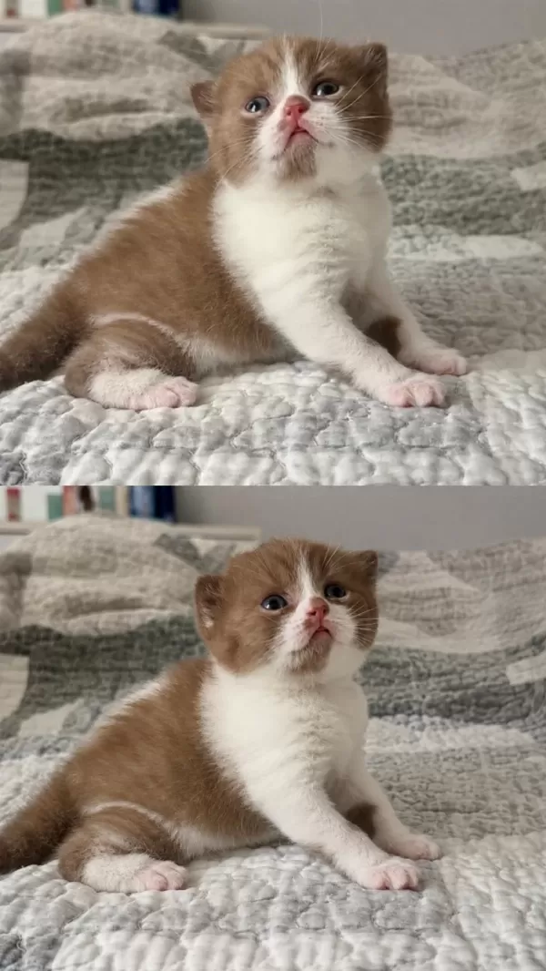Cinnamon Bicolor Dişi Kedimiz