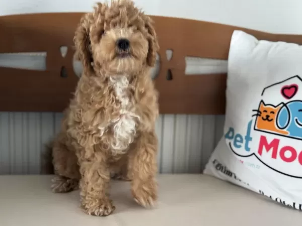 Petmode Köpek Çiftliğinde Wc Eğitimli Maltipoo
