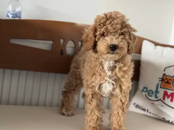 Petmode Köpek Çiftliğinde Wc Eğitimli Maltipoo