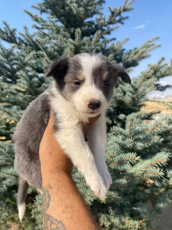 Petmode Köpek Çiftliğinden Border Collie Yavrular
