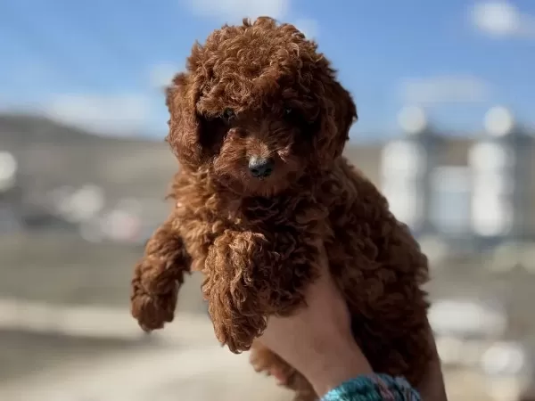 Yasal Ruhsatlı Çiftlikden Redbrown Toy Poodle