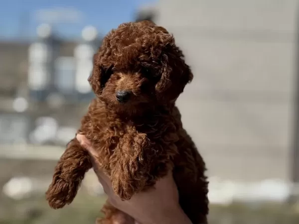 Yasal Ruhsatlı Çiftlikden Redbrown Toy Poodle