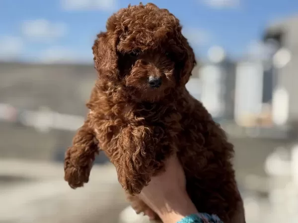Yasal Ruhsatlı Çiftlikden Redbrown Toy Poodle