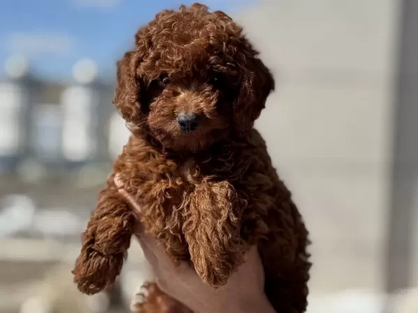 Yasal Ruhsatlı Çiftlikden Redbrown Toy Poodle