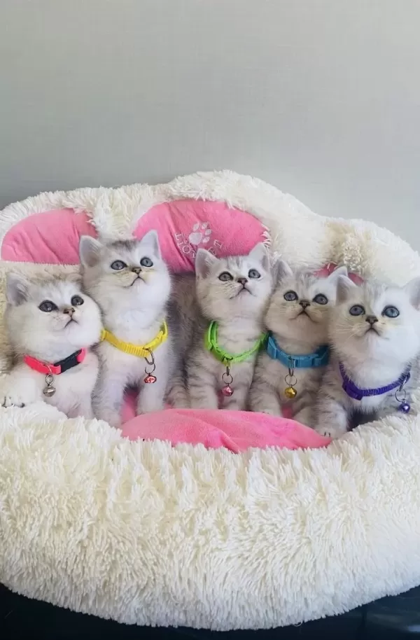 A Kalite Silver British Shorthair Bebekleirm