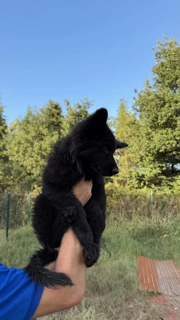 Scr Li Solid Black Özel Alman Kurdu