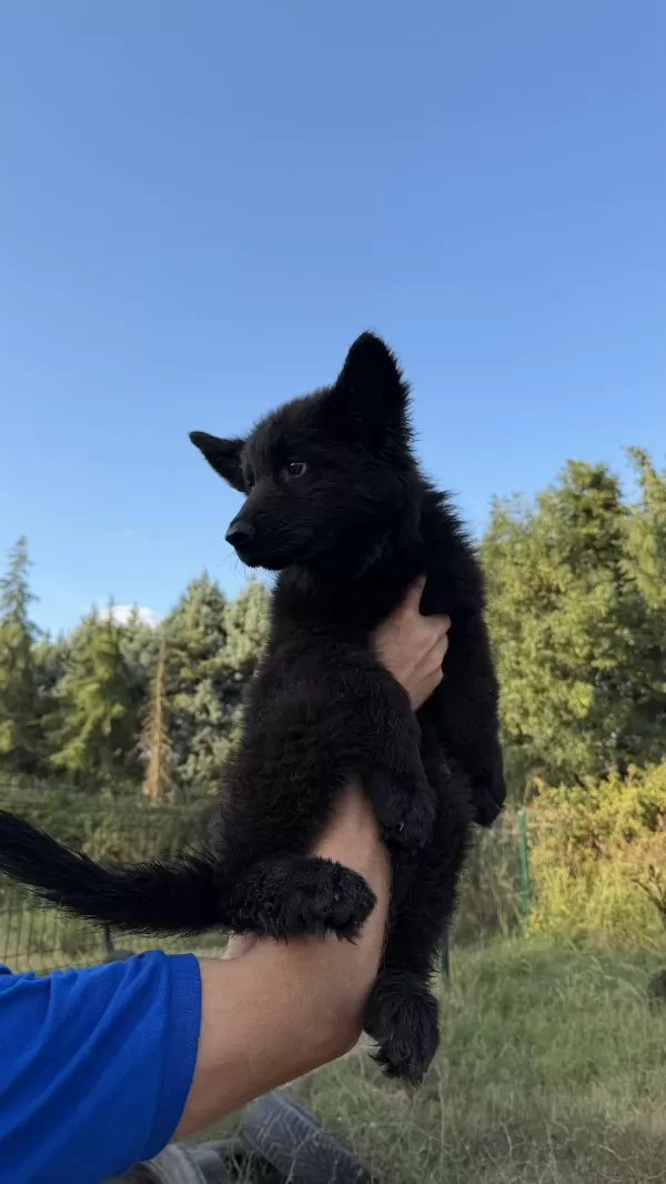 Scr Li Solid Black Özel Alman Kurdu