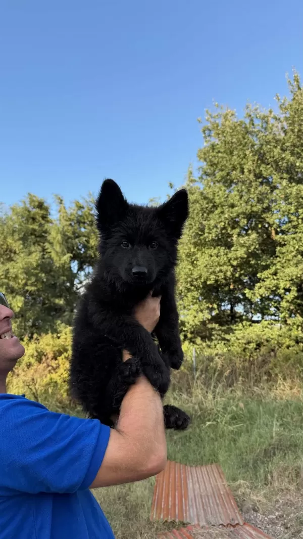 Scr Li Solid Black Özel Alman Kurdu
