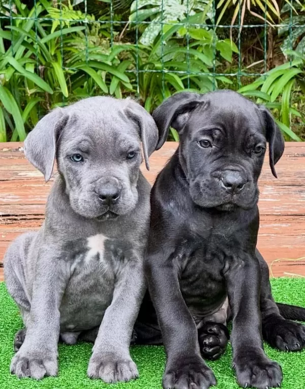 Ev Ve Bahçeniz İçin Cane Corso Kapıda Ödeme Mevcuttur