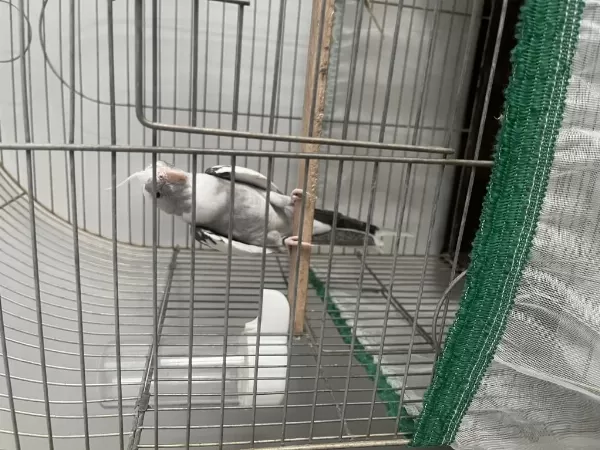 1 Yaşinda Erkek Konuşabilen Sultan Papağani