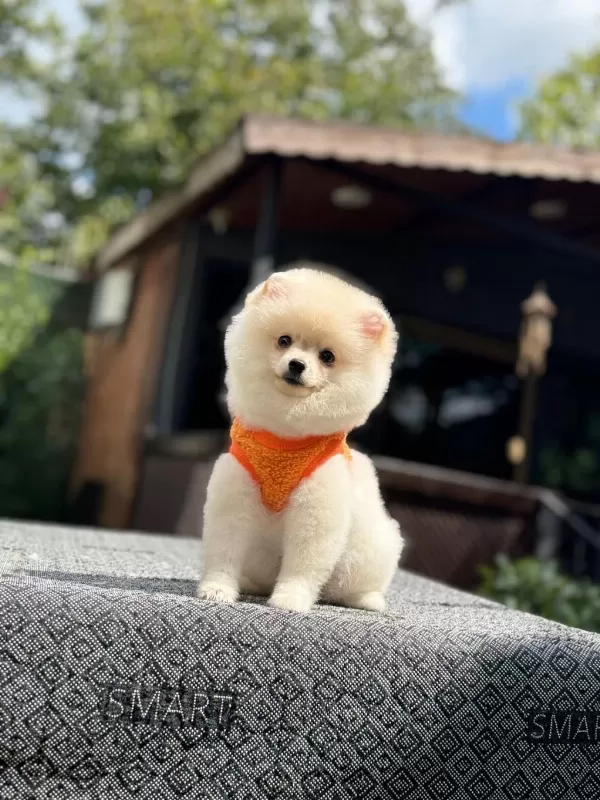 Sağlık Ve İrk Garantili Pomeranianlarımız