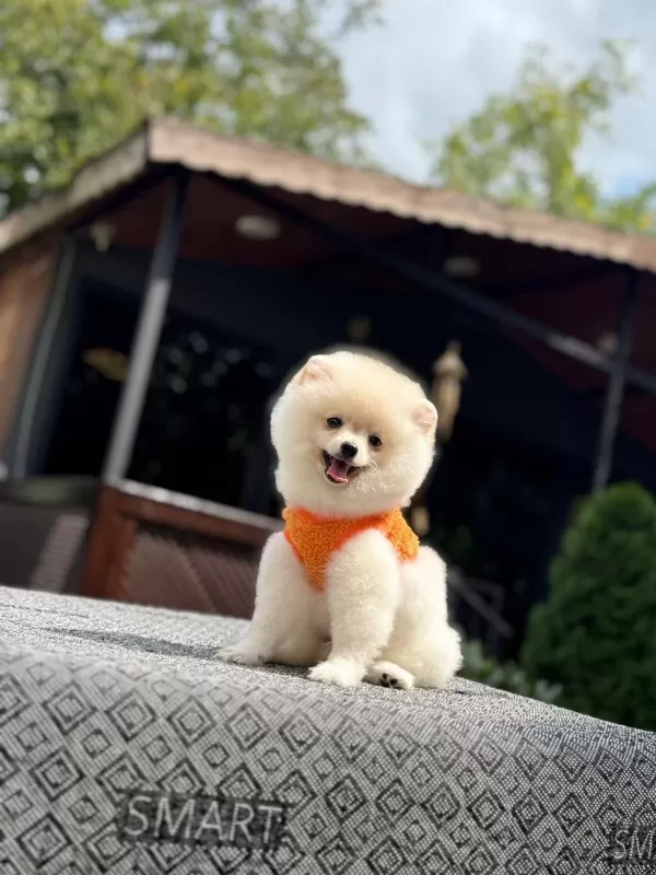 Sağlık Ve İrk Garantili Pomeranianlarımız