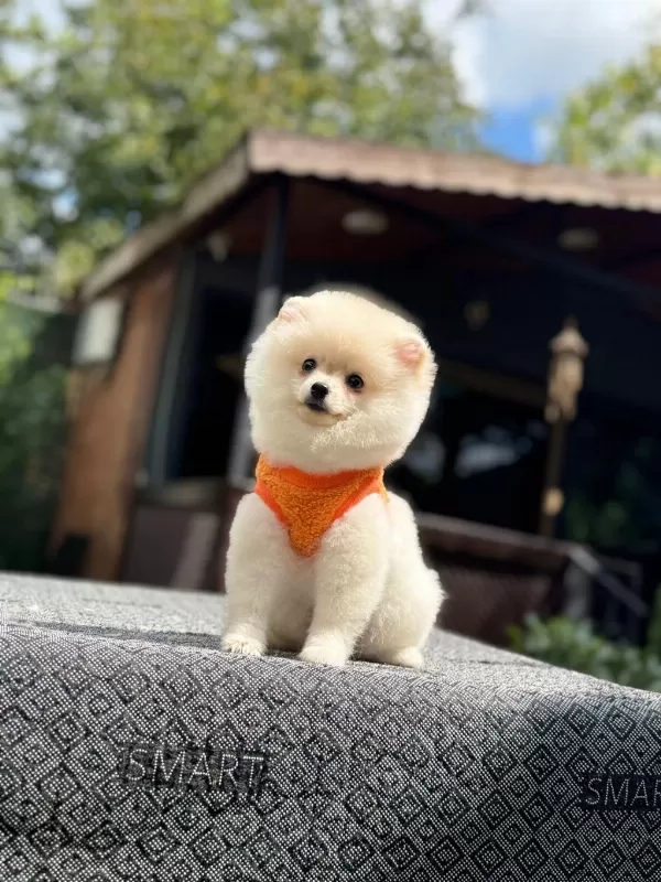 Sağlık Ve İrk Garantili Pomeranianlarımız