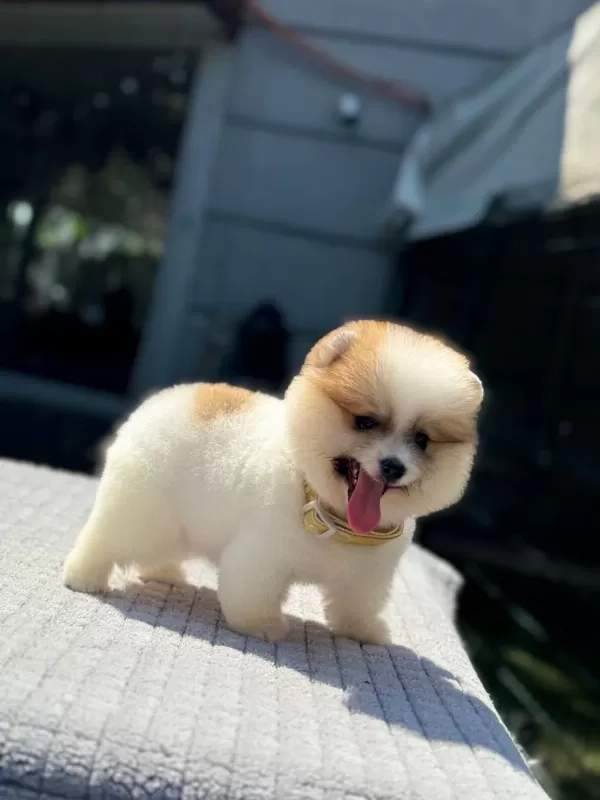 Sağlık Ve İrk Garantili Pomeranian